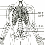 畫漫畫或人物前必須了解骨骼結構