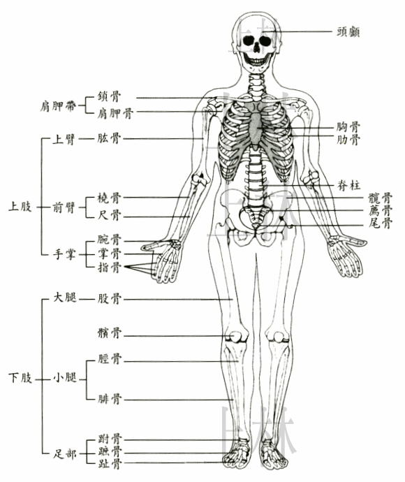 骨骼結構、基礎素描、繪畫教學、人體骨骼、素描、張雅涵painter教學、插畫、上林出版社、張雅涵電腦教學書、painter、漫畫、CG、同人展