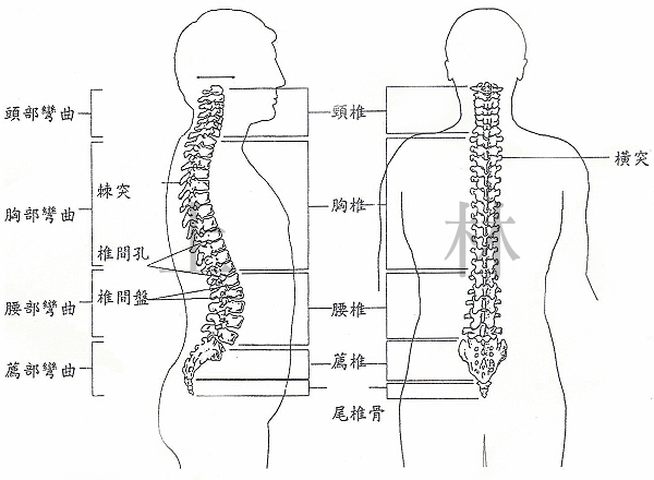 骨骼結構、基礎素描、繪畫教學、人體骨骼、素描、張雅涵painter教學、插畫、上林出版社、張雅涵電腦教學書、painter、漫畫、CG、同人展